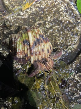 宮古島 ADVENTURE PiPi（ミヤコジマ アドベンチャー ピピ）に投稿された画像（2022/5/25）