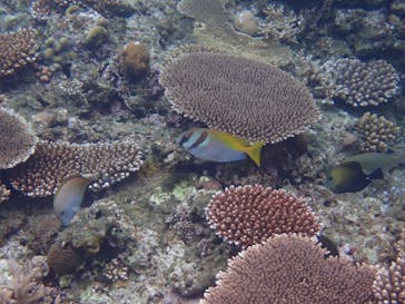 石垣島 ADVENTURE PiPi（イシガキジマアドベンチャーピピ）に投稿された画像（2022/5/25）