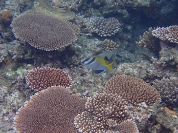 石垣島 ADVENTURE PiPi（イシガキジマアドベンチャーピピ）に投稿された画像（2022/5/25）