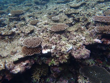 石垣島 ADVENTURE PiPi（イシガキジマアドベンチャーピピ）に投稿された画像（2022/5/25）