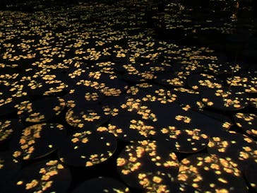 森ビル デジタルアート ミュージアム：エプソン チームラボボーダレスに投稿された画像（2022/5/26）