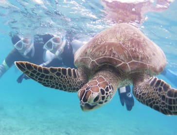 アマミエンシスに投稿された画像（2022/5/26）