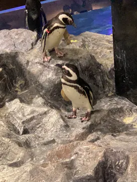 すみだ水族館に投稿された画像（2022/5/26）