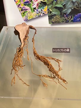 国立科学博物館　特別企画展「ポケモン化石博物館」に投稿された画像（2022/5/26）