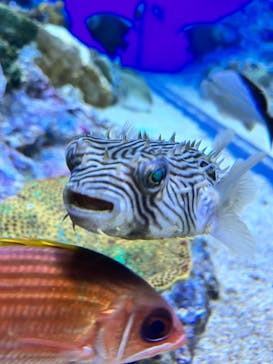 サンシャイン水族館に投稿された画像（2022/5/26）