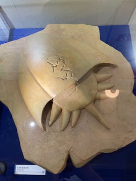 国立科学博物館　特別企画展「ポケモン化石博物館」に投稿された画像（2022/5/26）