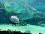 九十九島水族館海きららに投稿された画像（2022/5/26）
