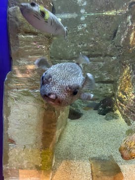 九十九島水族館海きららに投稿された画像（2022/5/26）