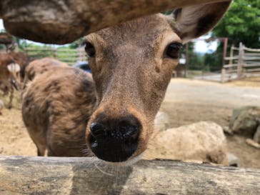 群馬サファリパークに投稿された画像（2022/5/26）
