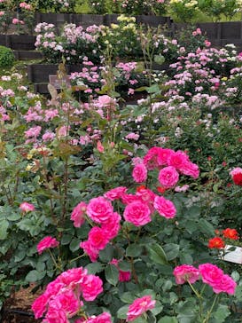 西武園ゆうえんちに投稿された画像（2022/5/26）