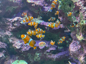 サンシャイン水族館に投稿された画像（2022/5/27）