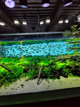 カワスイ 川崎⽔族館に投稿された画像（2022/5/27）