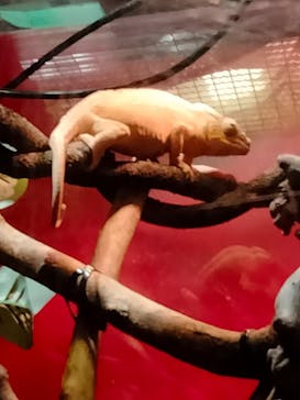 カワスイ 川崎⽔族館に投稿された画像（2022/5/27）