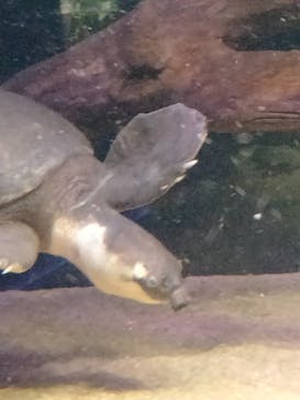 カワスイ 川崎⽔族館に投稿された画像（2022/5/27）