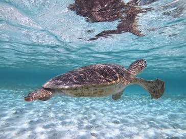 宮古島マリン SUGAR3（シュガースリー）に投稿された画像（2022/5/27）