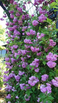 いばらきフラワーパークに投稿された画像（2022/5/28）