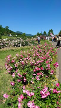 いばらきフラワーパークに投稿された画像（2022/5/28）