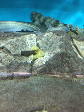 アクアワールド茨城県大洗水族館に投稿された画像（2022/5/28）