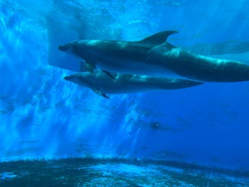 九十九島水族館海きららに投稿された画像（2022/5/28）