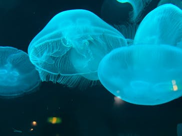九十九島水族館海きららに投稿された画像（2022/5/28）