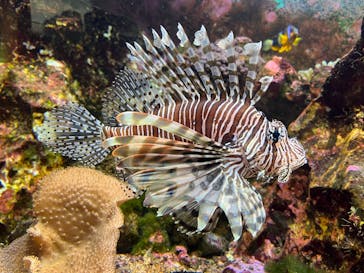 九十九島水族館海きららに投稿された画像（2022/5/28）