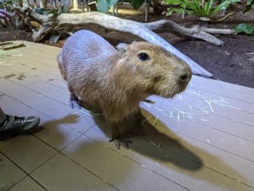 カワスイ 川崎⽔族館に投稿された画像（2022/5/28）