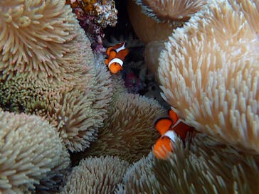 宮古島 ADVENTURE PiPi（ミヤコジマ アドベンチャー ピピ）に投稿された画像（2022/5/28）