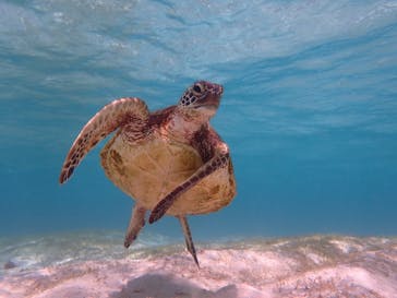 宮古島 ADVENTURE PiPi（ミヤコジマ アドベンチャー ピピ）に投稿された画像（2022/5/28）