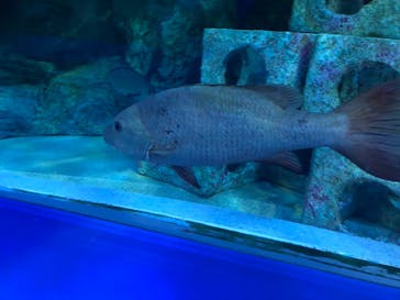 しながわ水族館に投稿された画像（2022/5/28）