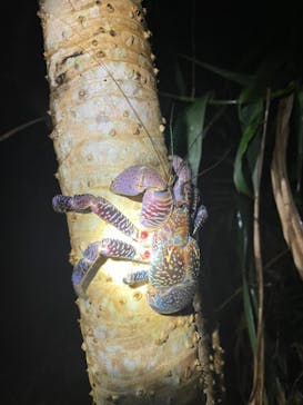 宮古島 ADVENTURE PiPi（ミヤコジマ アドベンチャー ピピ）に投稿された画像（2022/5/28）