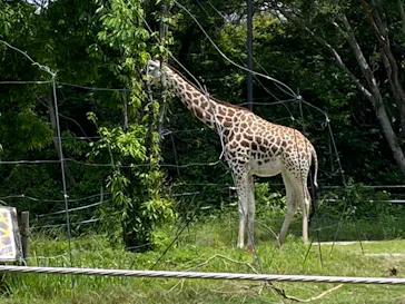 天王寺動物園に投稿された画像（2022/5/28）