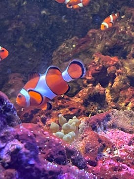 しながわ水族館に投稿された画像（2022/5/28）