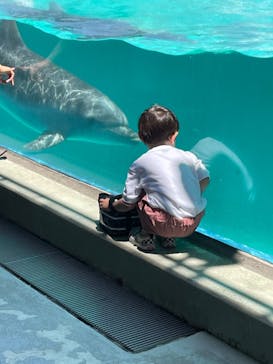 しながわ水族館に投稿された画像（2022/5/28）