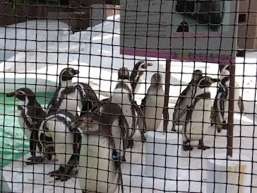 天王寺動物園に投稿された画像（2022/5/28）