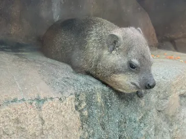 天王寺動物園に投稿された画像（2022/5/28）