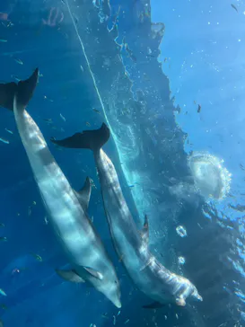横浜・八景島シーパラダイスに投稿された画像（2022/5/28）