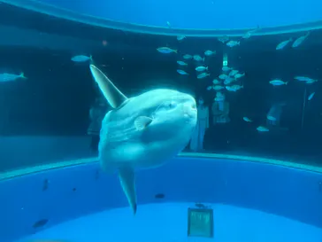 横浜・八景島シーパラダイスに投稿された画像（2022/5/28）