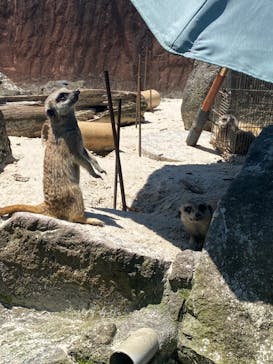 伊豆シャボテン動物公園に投稿された画像（2022/5/28）