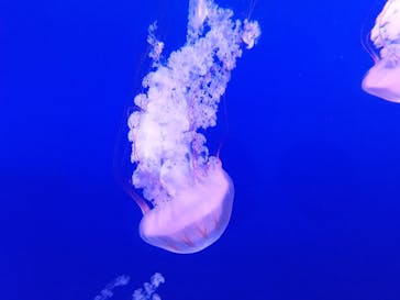 新江ノ島水族館に投稿された画像（2022/5/28）