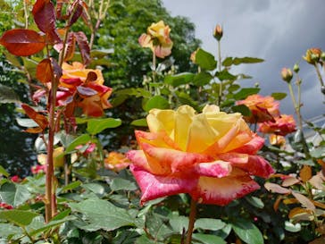 いばらきフラワーパークに投稿された画像（2022/5/28）