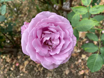 ひらかたパークに投稿された画像（2022/5/28）