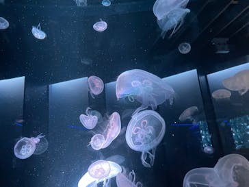 京都水族館に投稿された画像（2022/5/28）