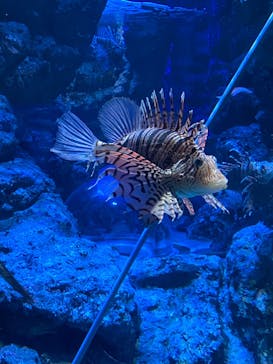 名古屋港水族館に投稿された画像（2022/5/28）