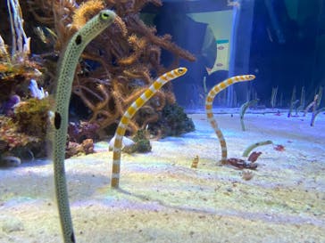 名古屋港水族館に投稿された画像（2022/5/28）