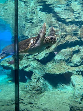 名古屋港水族館に投稿された画像（2022/5/28）