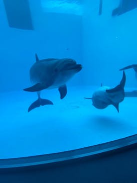 名古屋港水族館に投稿された画像（2022/5/28）