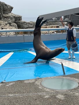 大分マリーンパレス水族館 「うみたまご」に投稿された画像（2022/5/28）