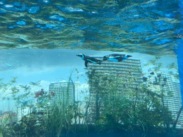 サンシャイン水族館に投稿された画像（2022/5/28）