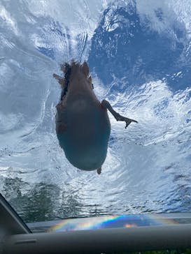 サンシャイン水族館に投稿された画像（2022/5/28）