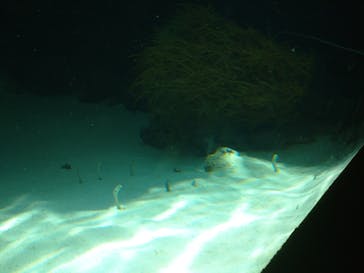 環境水族館アクアマリンふくしまに投稿された画像（2022/5/28）